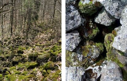 Basenreiche Silikatschutthalde mit Stein-Klaffmoos, Wolliges Zackenmützenmoos und verschiedenen Krustenflechten am Löbauer Berg