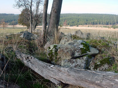 Steinrücken im Westerzgebirge mit mit Eberesche, Gräsern, Moosen und Flechten
