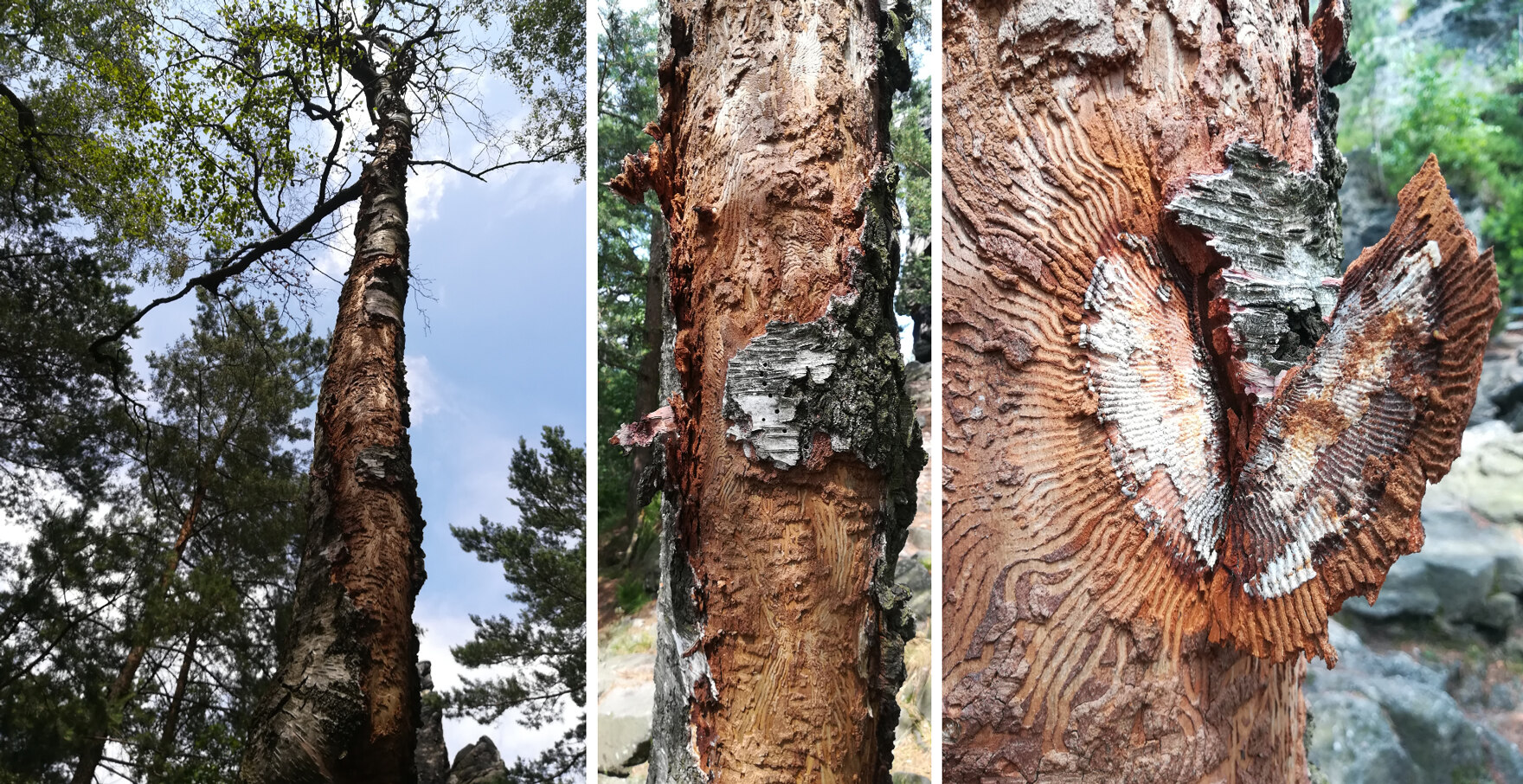 Links die Ansicht des Gesamtbaumes, in der Mitte ein Splintkäferbrutbild und rechts der Pilzbefall im Brutbild.