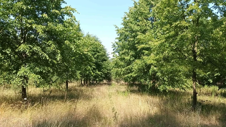 Blick in eine Samenplantage