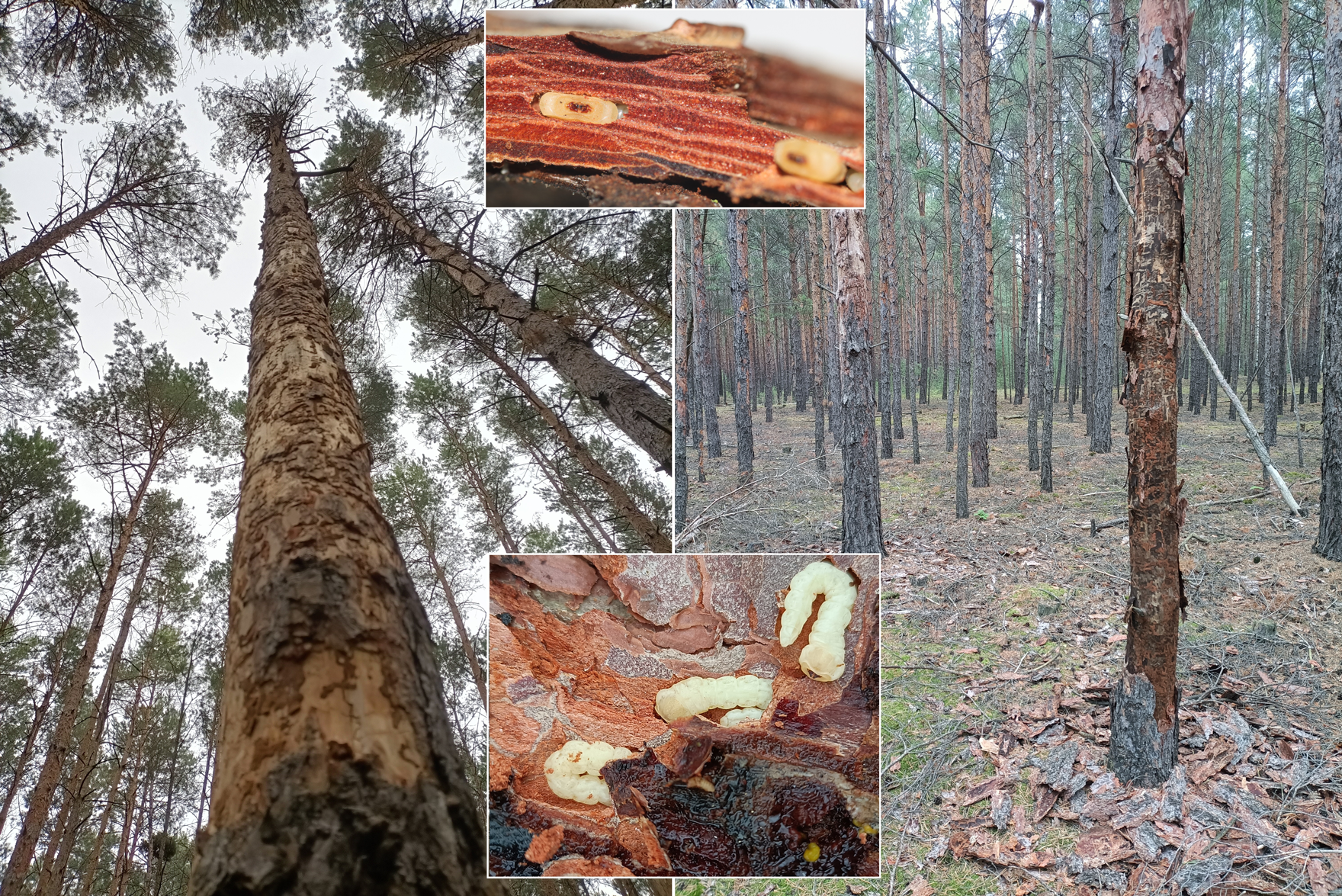 Fotos von befallenen Kiefern mit abgefallener Rinde und den Larven 