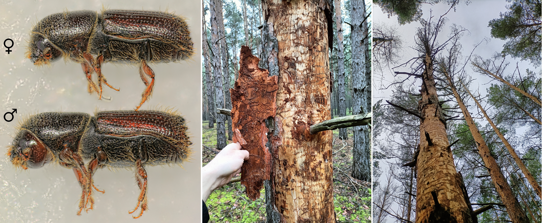 Links die vergrößerte Darstellung eines weiblichen und männlichen Käfers, in der Mitte der Blick unter die die Rinde eines befallenen Baumes und rechts ein abgestorbener Baum ohne Rinde nach Borkenkäferbefall.