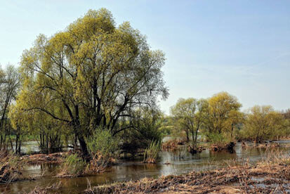 Weichholzaue an der Elbe zwischen Coswig und Meißen