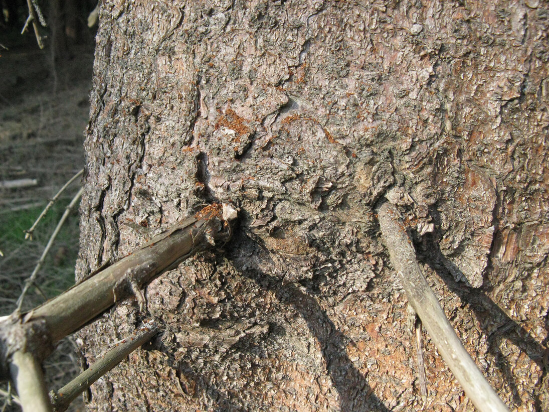 Bohrmehl auf Rindenschuppen am Stamm