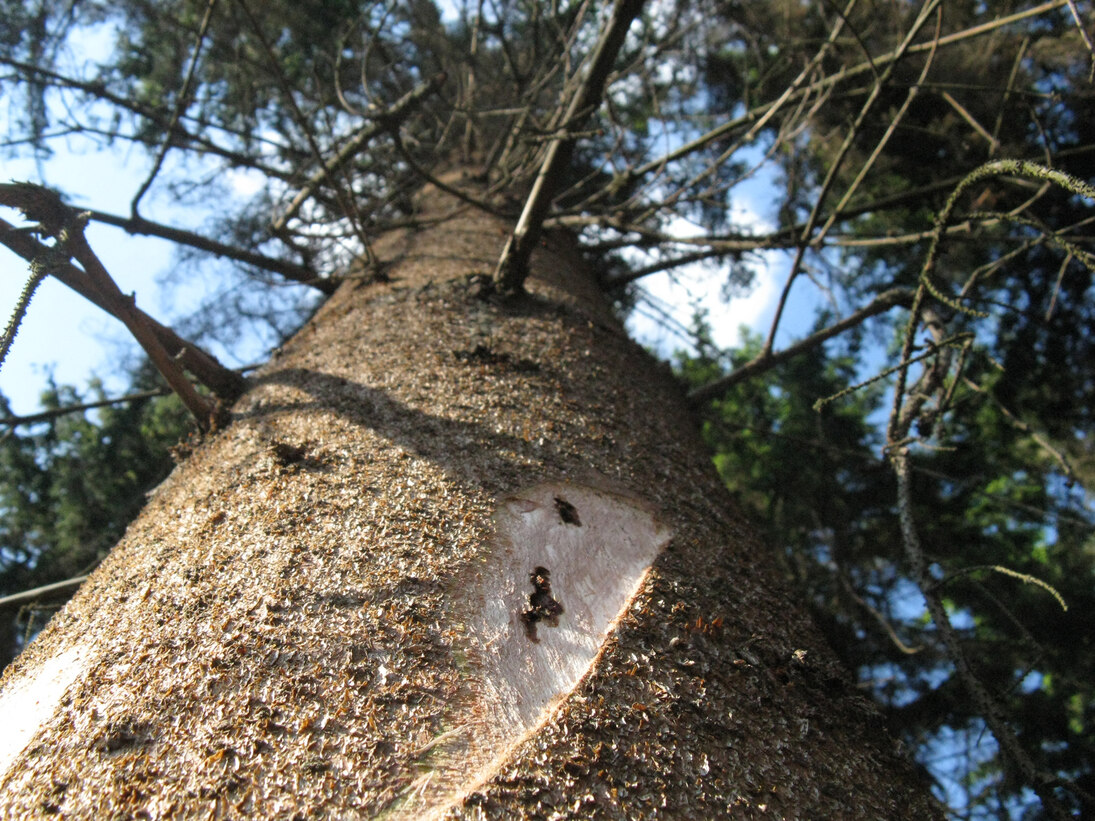 Frischer Stehendbefall