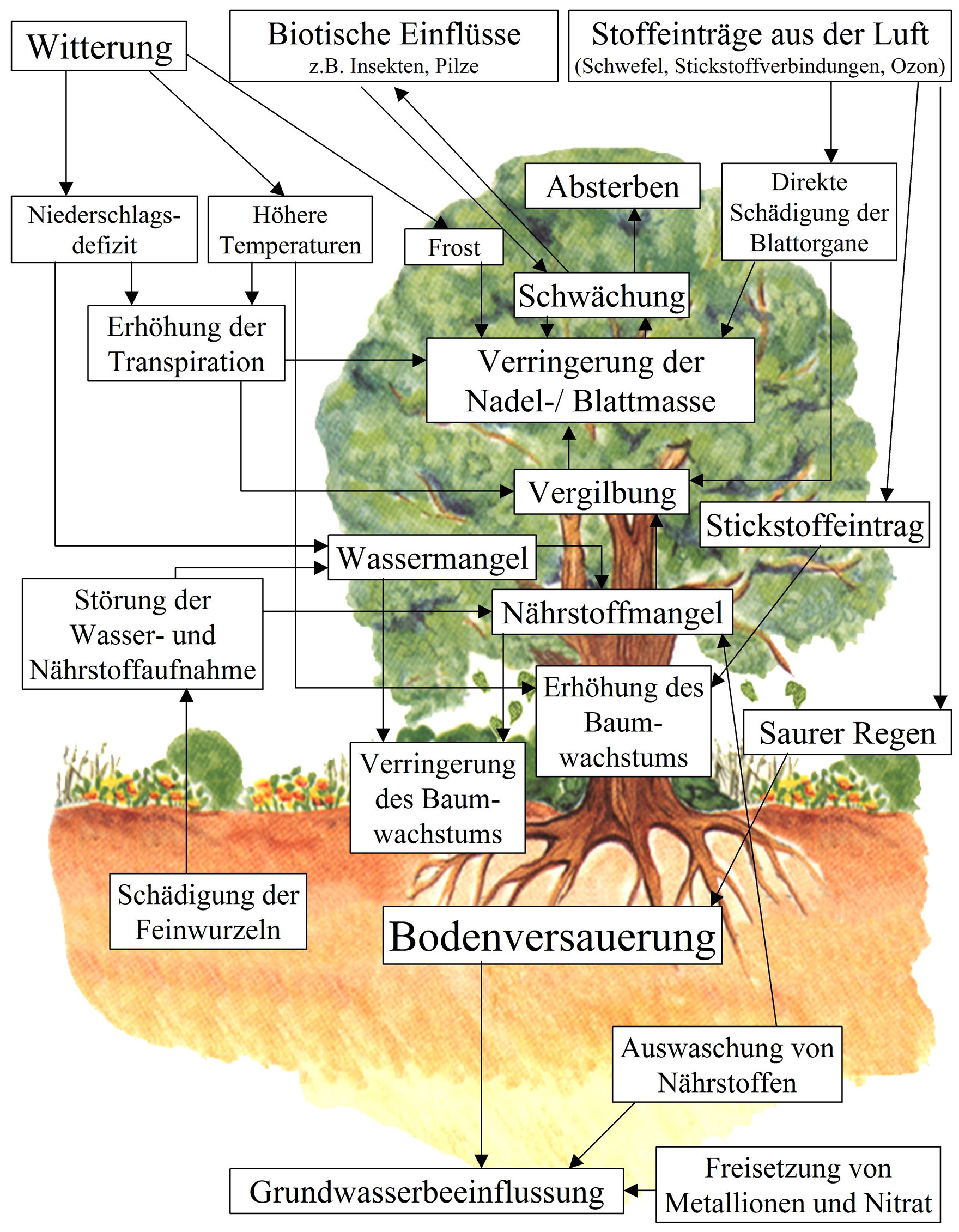 Schema: Beziehungsgefüge in Waldökosystemen