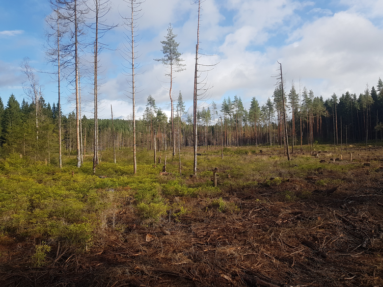 Blick auf die Moorfläche mit einigen restlichen Fichten.
