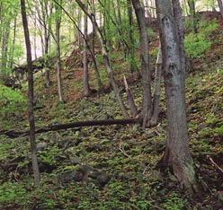 Foto: Blockreicher Ahorn-Eschen-Schatthangwald