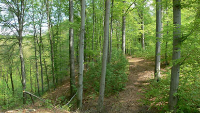 Foto: Hainsimsen- Buchenwald