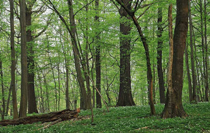 Foto: Traubeneichen-Hainbuchenwald im Frühjahr 