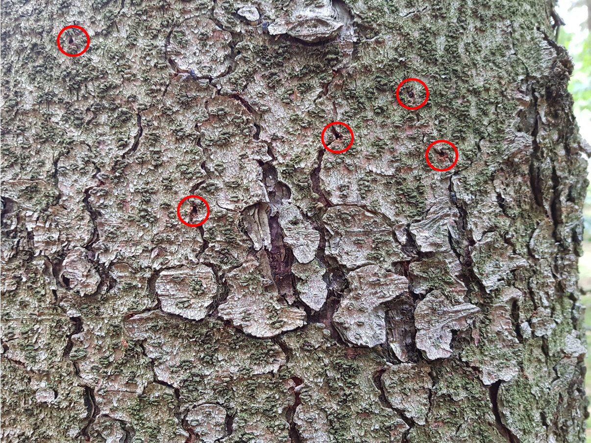 Blick auf Baumrinde, wo die Einbohrlöcher mit roten Kreisen gekennzeichnet sind.