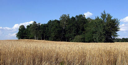 Foto: Feldgehölz in einer Agrarlandschaft