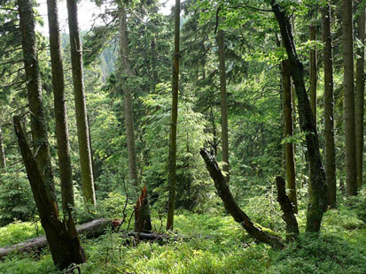 Foto: Fichten-Bergwald 