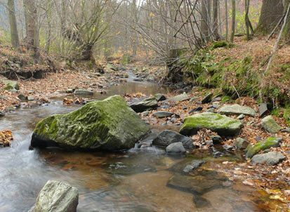 Foto: Bachlauf im Wald