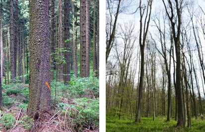 Linkes Bild: Blick auf eine Fichte mit Drehwuchs, Bild rechts: Blick in einen Eschenbestand mit Zwieseln