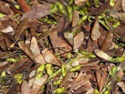 Geflügelte Früchte des Bergahorn