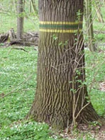 Baum mit farbigen Ringen auf der Rinde