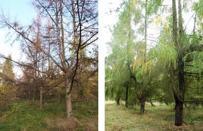Blicke in Samenplantagen der Baumart Lärche