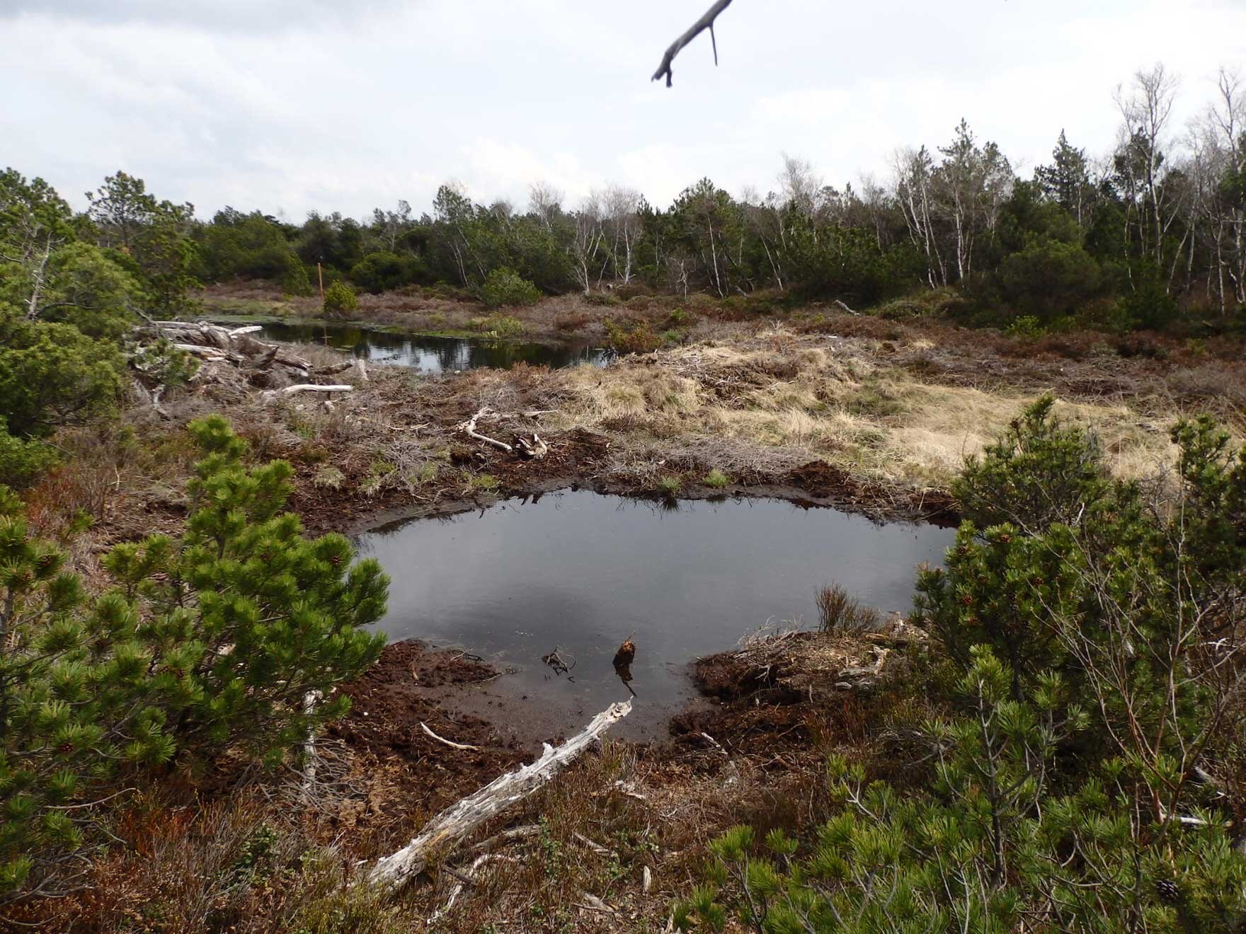 Landschaftsaufnahme Georgenfelder Hochmoor 