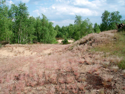 Binnendüne mit von Silbergras dominierten Grasfluren 