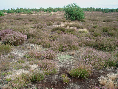 Von Besenheide dominierte Fläche der Trockenen Sandheide im Naturschutzgebiet Königsbrücker Heide