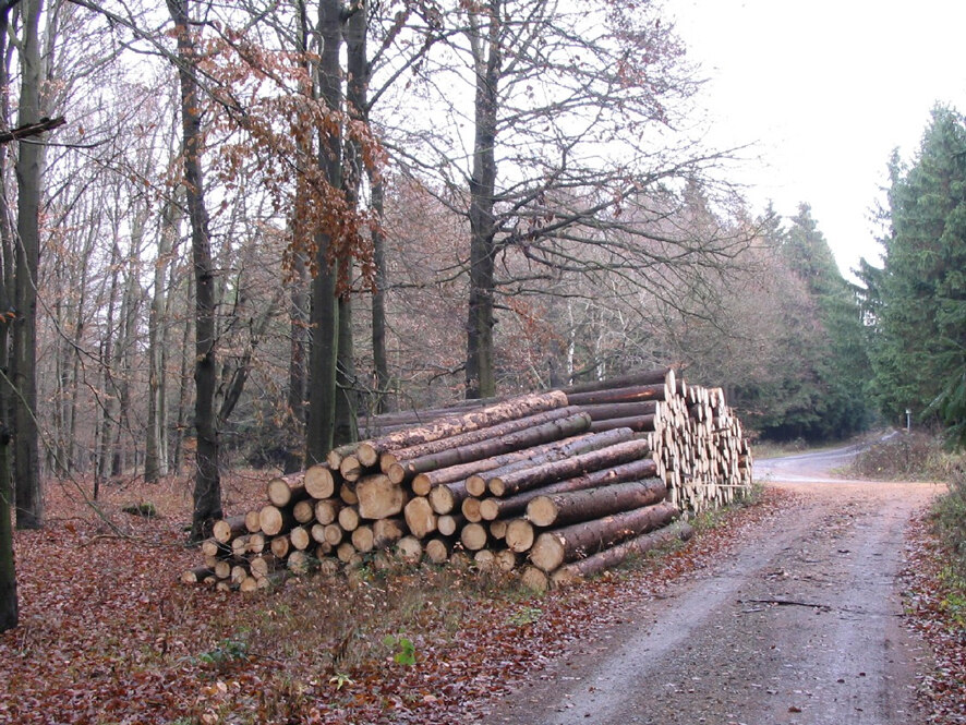 Holzlagerplatz an einem Waldweg