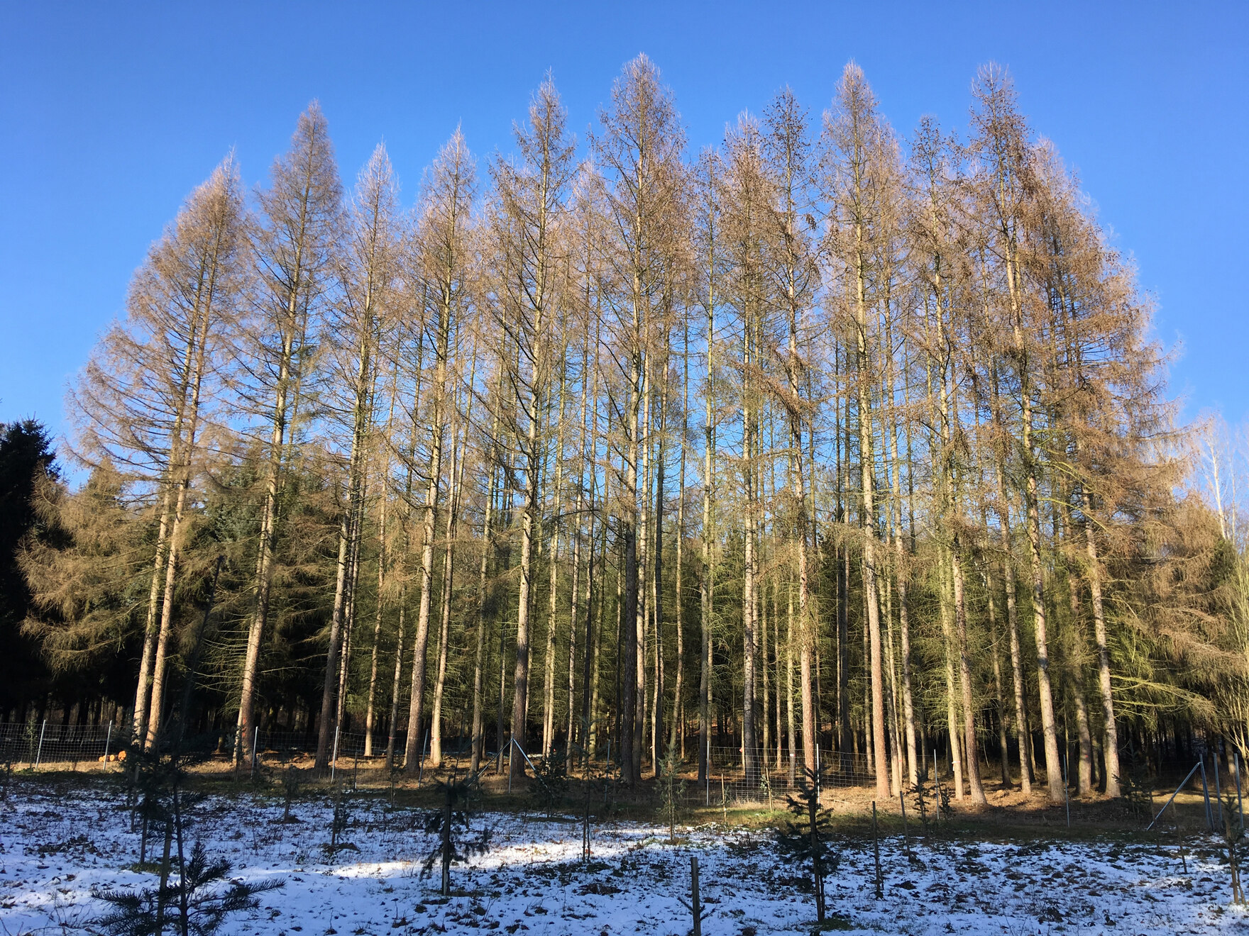 Blick auf den Hybridlärchenbestand im Winter