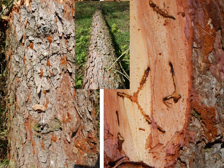 Fotos von Einbohrungen des Lärchenborkenkäfers mit deutlich erkennbarem Bohrmehlaustritt und Gängen unter der Rinde.