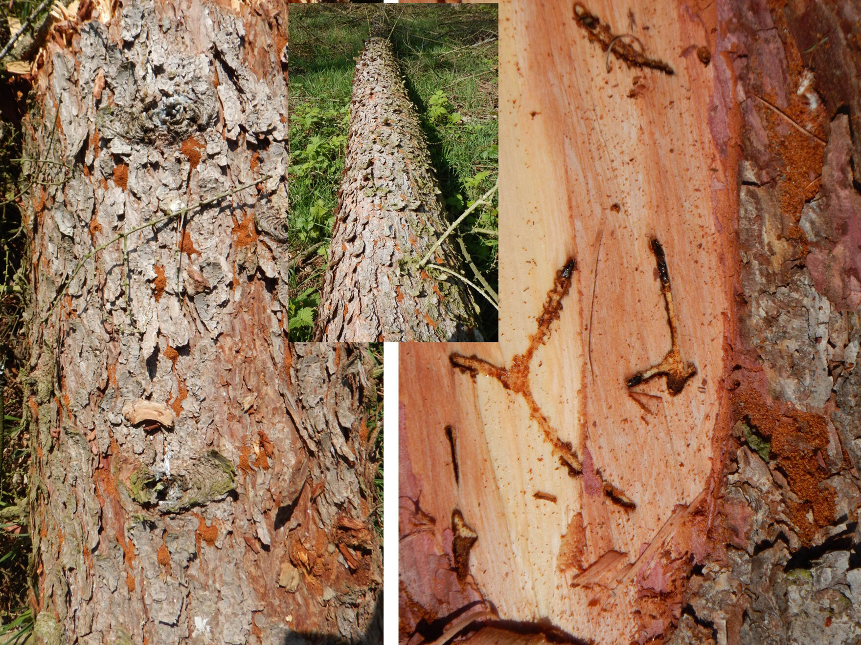 Fotos von Einbohrungen des Lärchenborkenkäfers mit deutlich erkennbarem Bohrmehlaustritt und Gängen unter der Rinde.