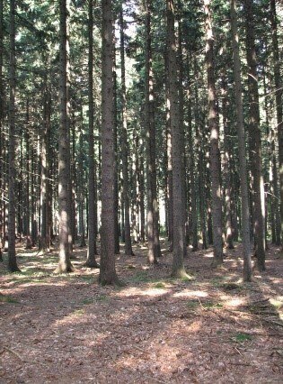 View to a Spruce stand