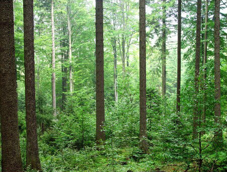View to a Old growth mixed stand