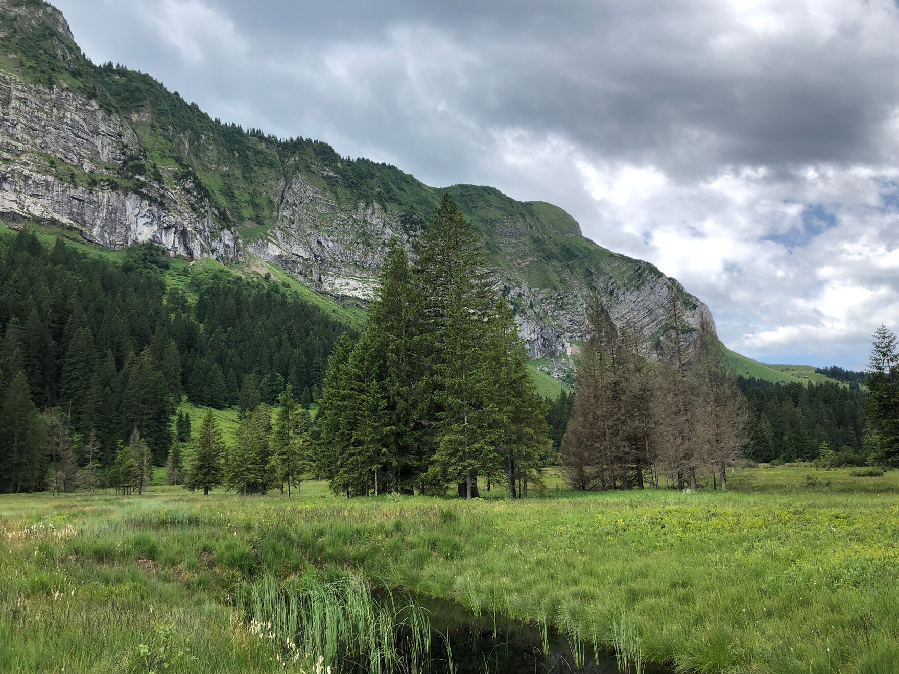 Blick auf das Moor. Im Hintergrund Berge.