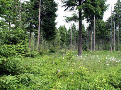 Foto: Moorlandschaft in einem Fichtenmoorwald 