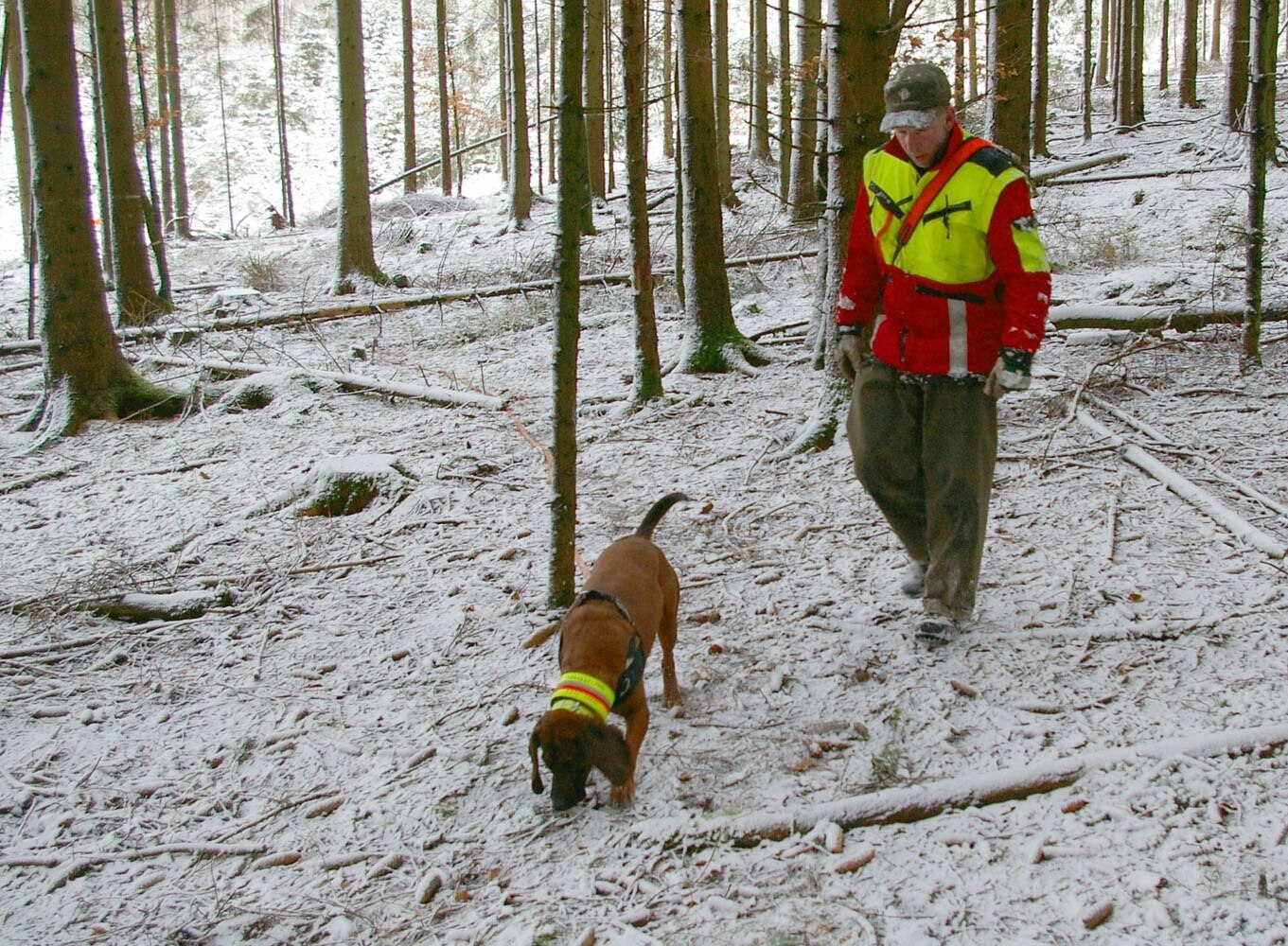 Schweißhund bei der Nachsuche