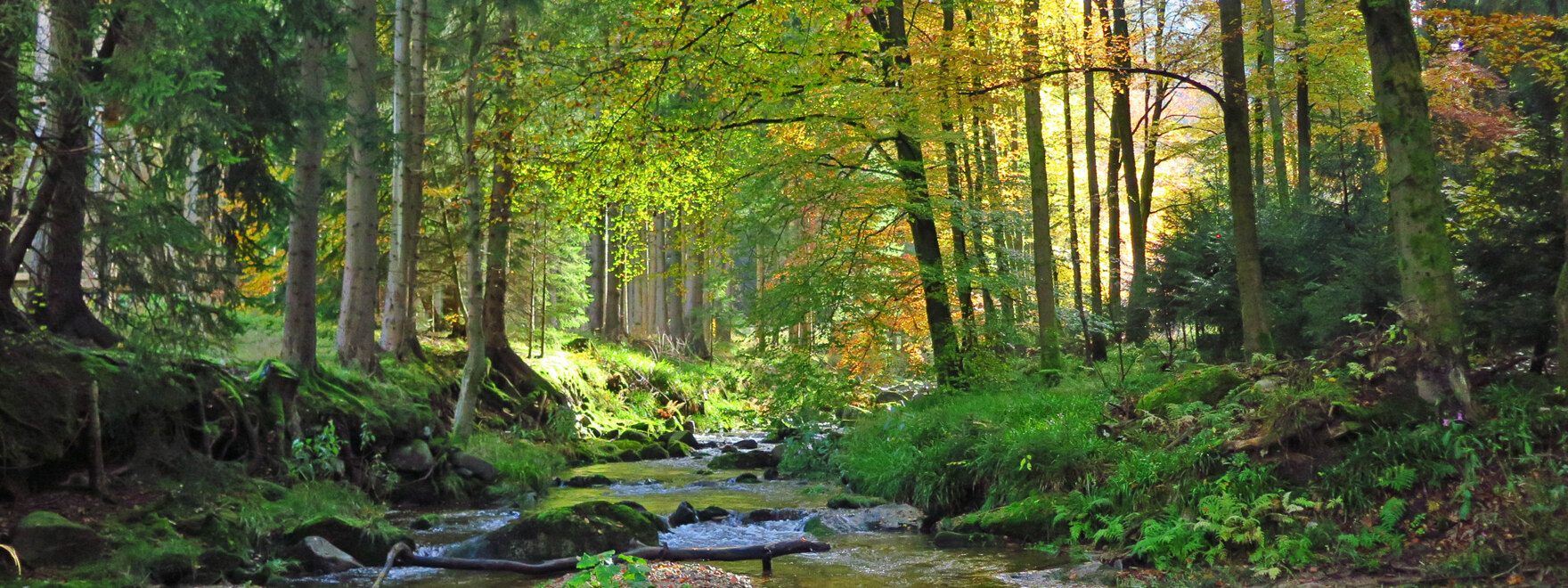 Bach in herbstlichem Wald