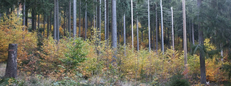 Blick in Fichtenwald mit Laubholz-Unterstand