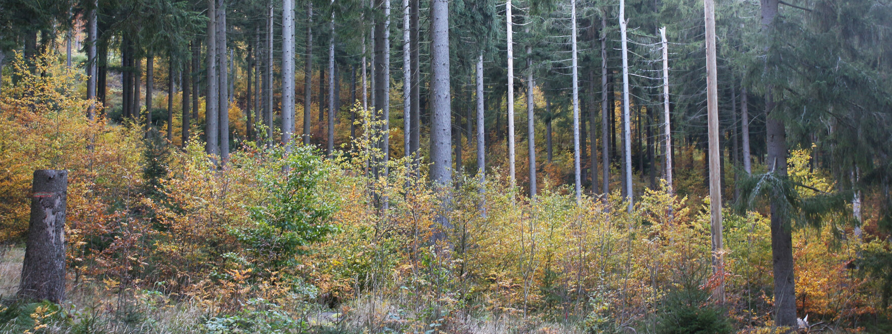 Blick in Fichtenwald mit Laubholz-Unterstand
