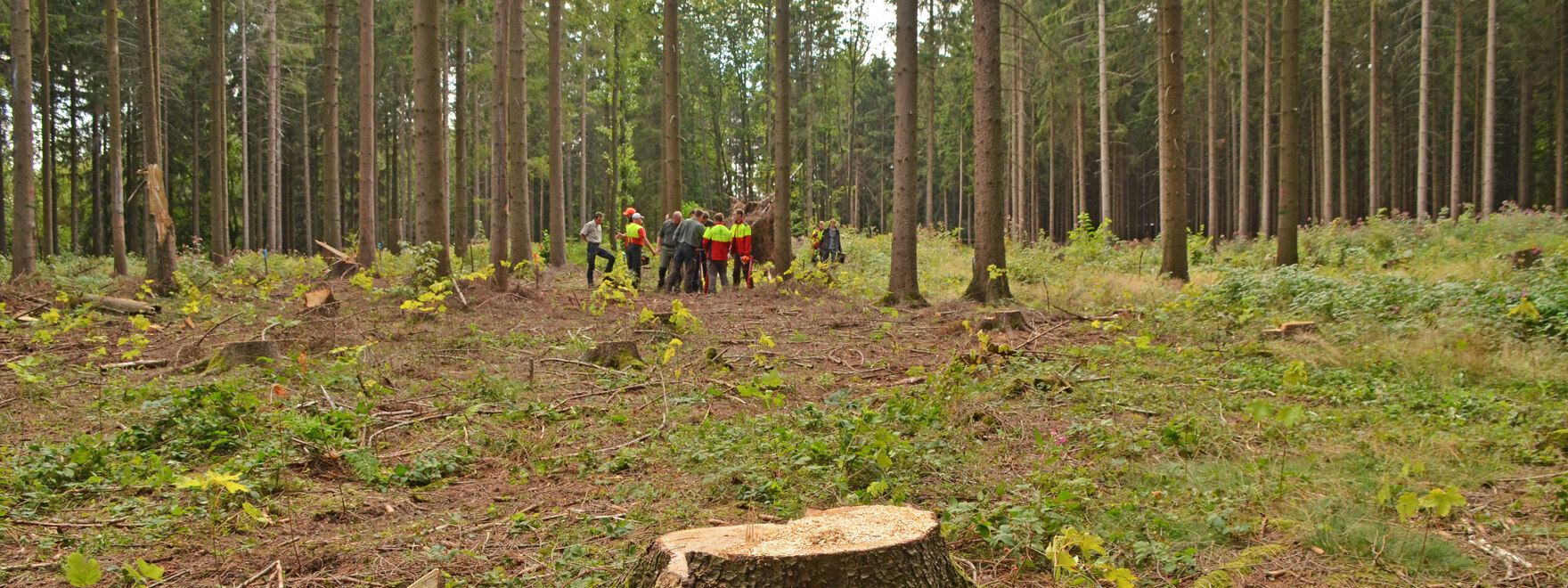 Im Vordergrund eine Kahlfläche mit frisch gepflanzten Eichen, im Hintergrund eine Gruppe von Walsarbeitern.