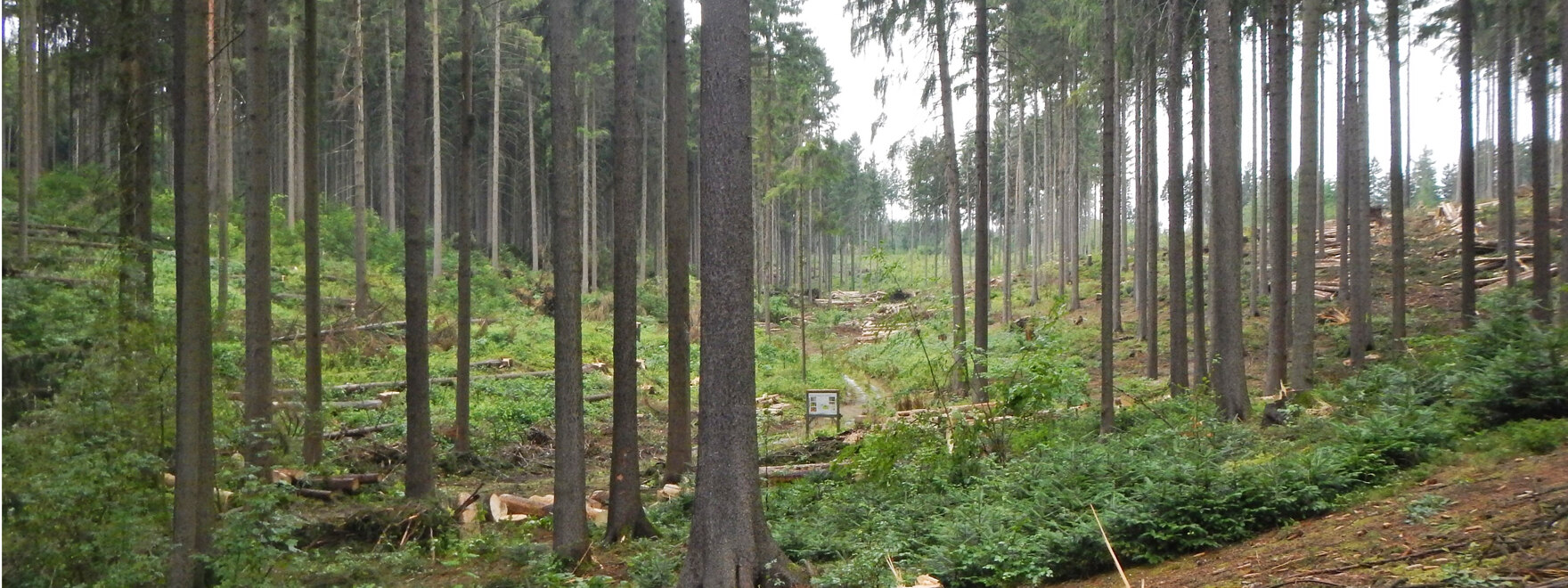 Blick in den Rabensteiner Wald