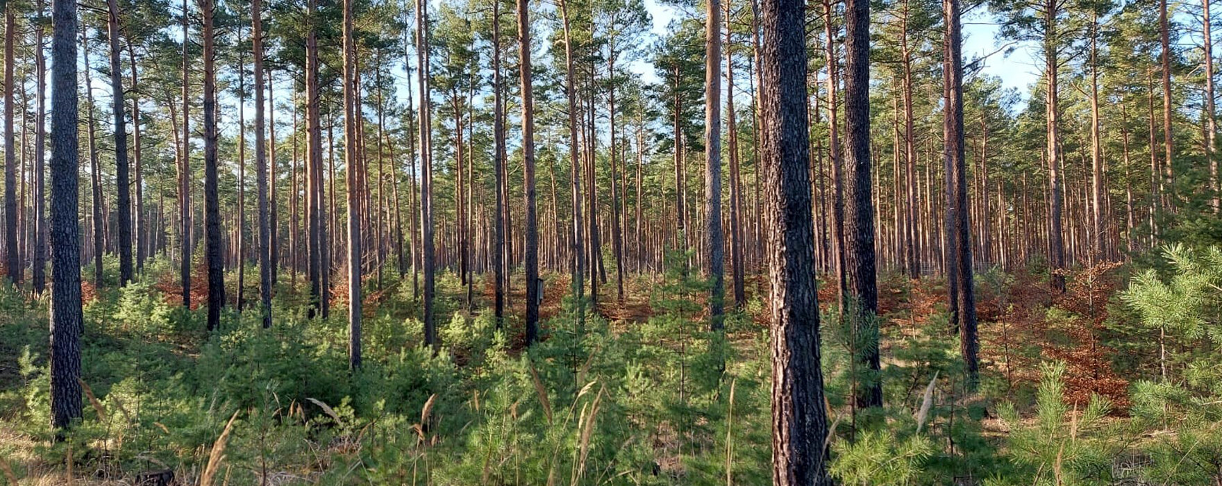 Kiefernwald mit Naturverjüngung