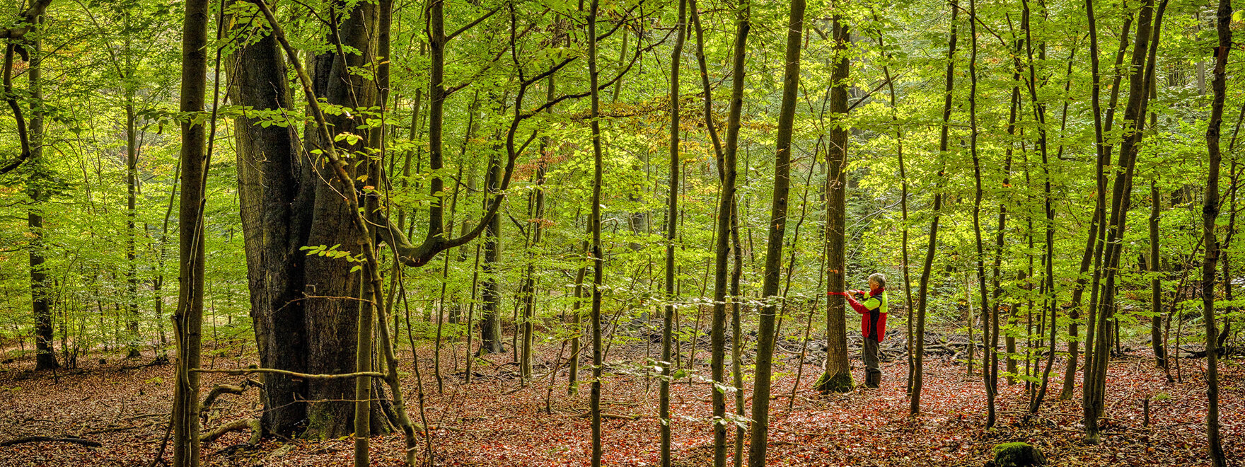 In einem Laubwald misst ein Mitarbeiter den Brusthöhendurchmesser eines Baumes.