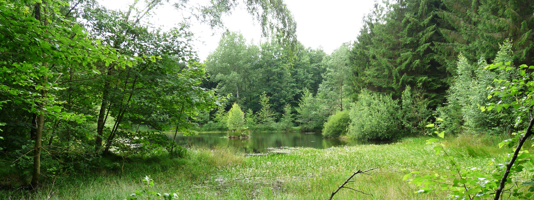 Blick auf einen Waldsee