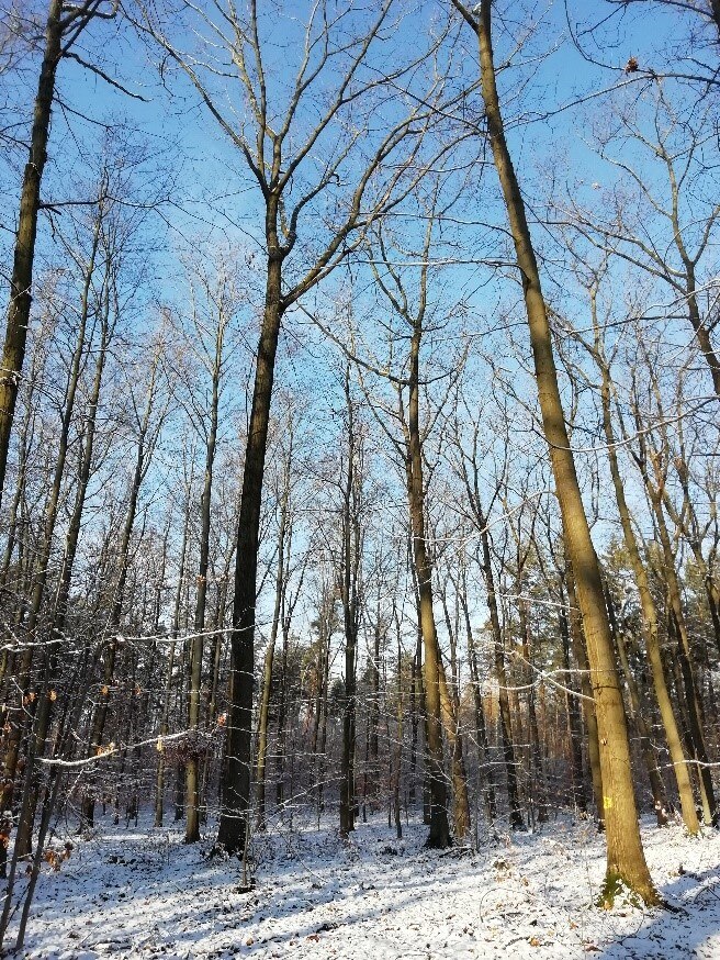 Blick auf einen Roteichen-Saatguterntebestand im Winter