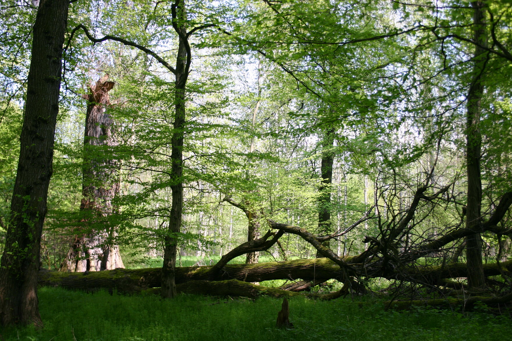 Foto: Blick in eine Waldlichtung