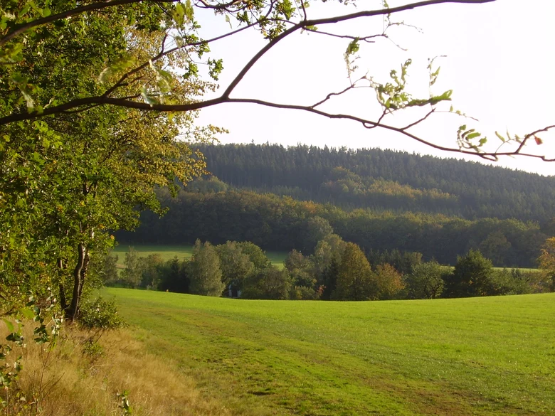 Foto: Blick aus dem Wald in die Landschaft