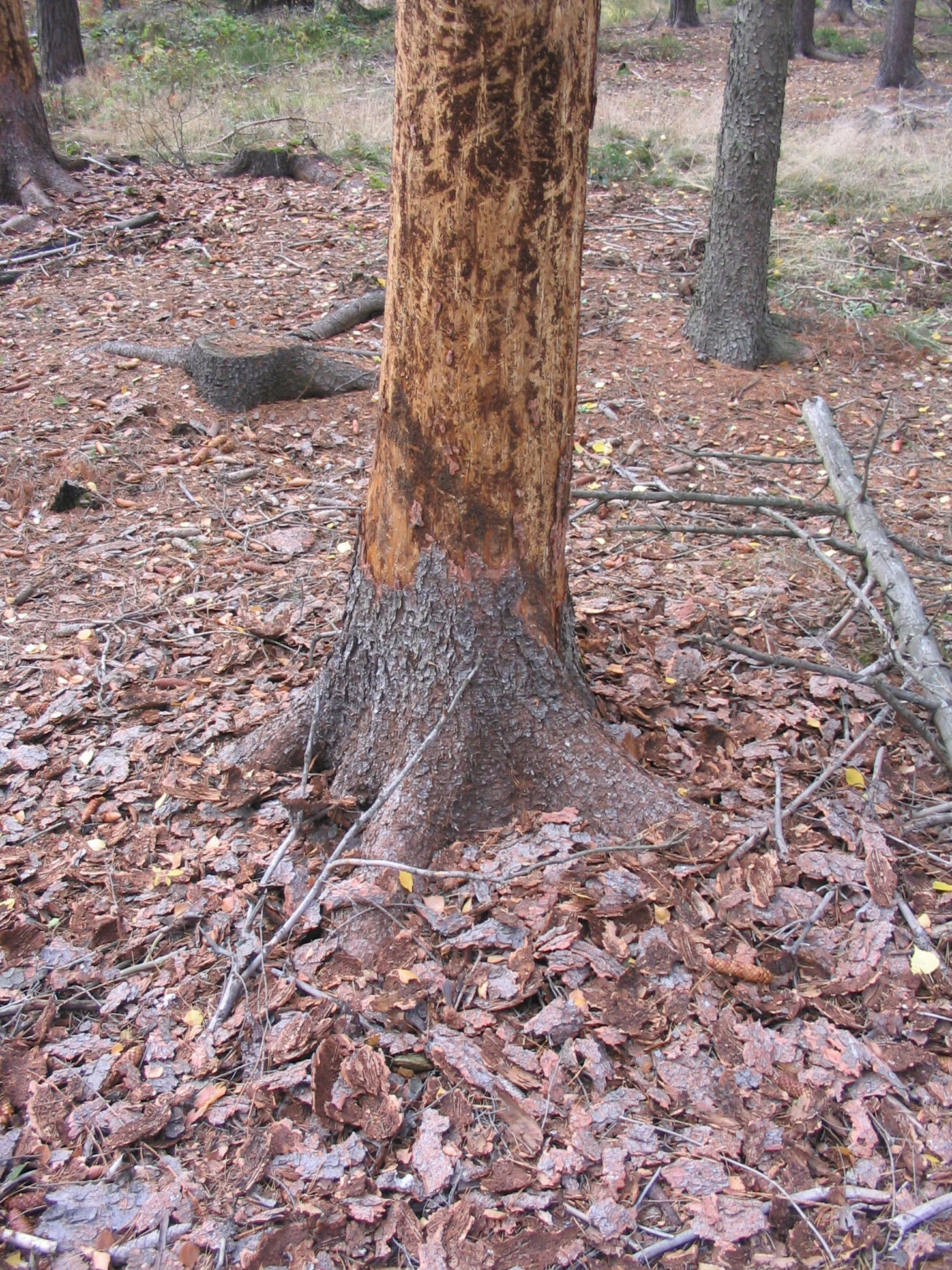 Stamm eines Nadelbaumes im Bodenbereich mit großflächig abgefallener Rinde