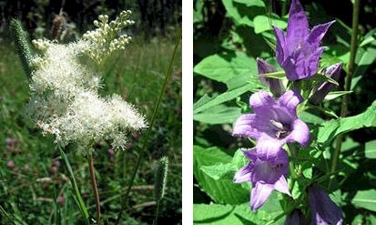 Echtes Mädesüß und Nesselblättrige Glockenblume 