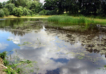 Foto: ein Teich in einem Wald