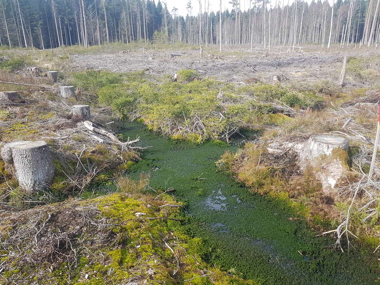 Blick auf einen Wassergraben auf der gerodeten Fläche an dessen Rändern viel Moos wächst.