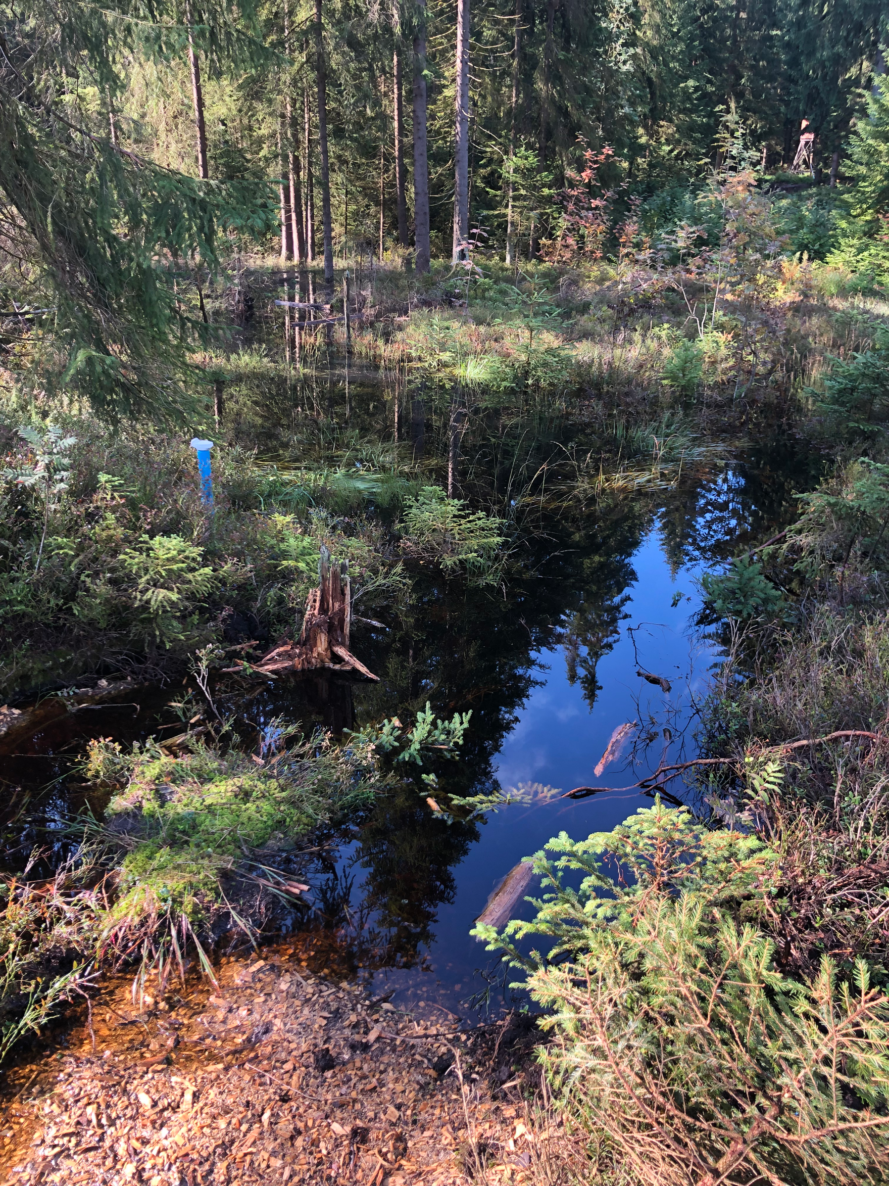 Blick auf den mit Wasser gefüllten Torfstich